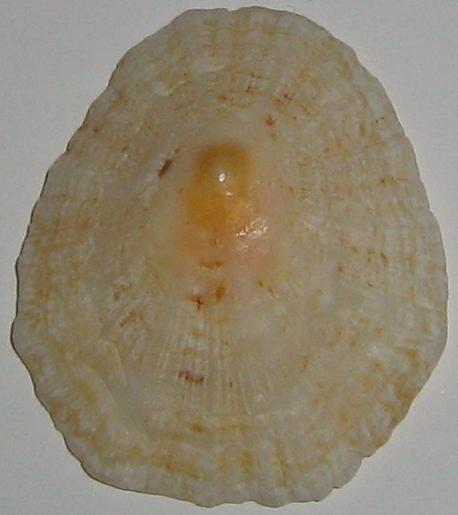 Patella sp.